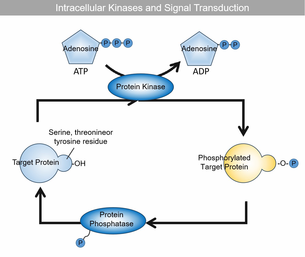 Intracellular Kinases